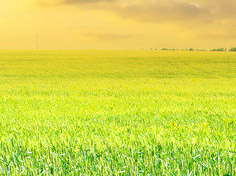 开云真人娱乐平台基地展示1